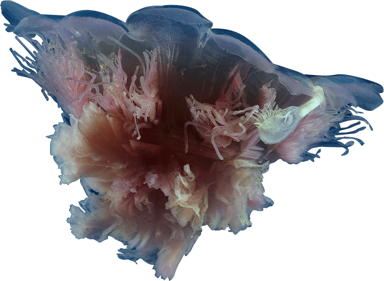 The Jellyfish App In The Media - Cyanea Rosea (753x551), Png Download