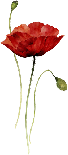 Mak-2 - Red Poppy Watercolor Tattoo (321x550), Png Download