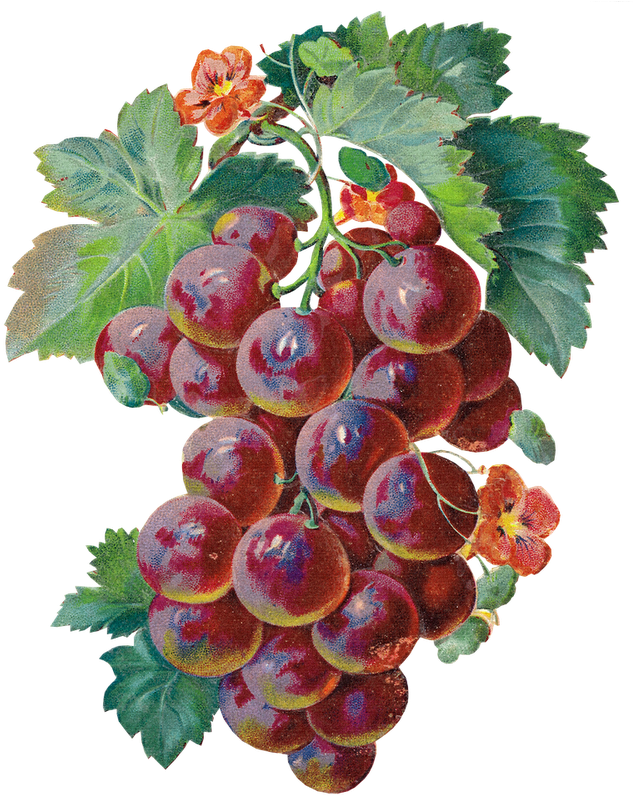 Grape Clipart Watercolor - Grapes Large Rub-ons Single-pack (640x800), Png Download
