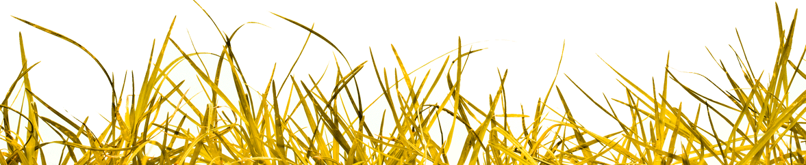 Shopify Pay - Portable Network Graphics (1177x242), Png Download