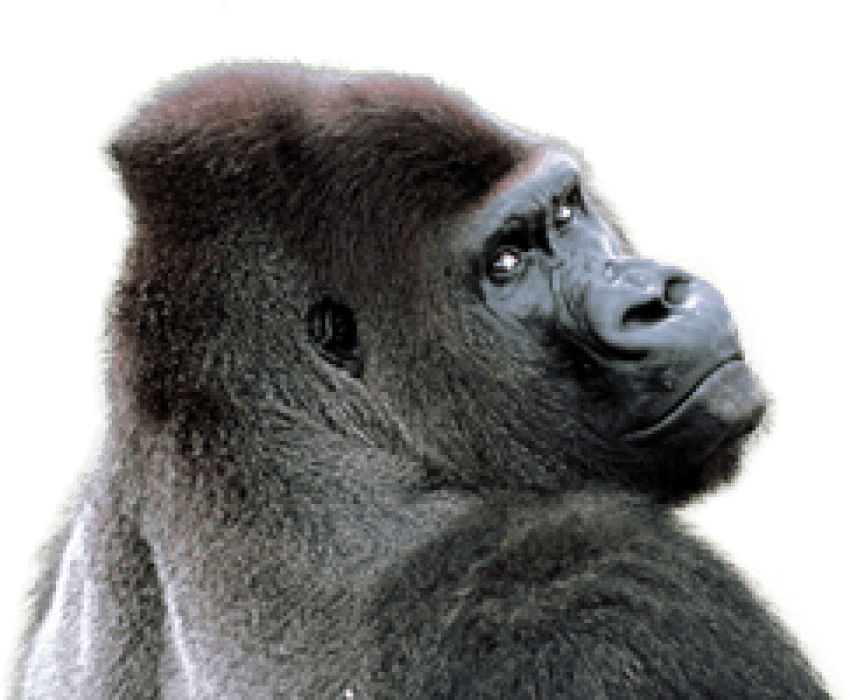 Download Free Png Gorilla Png Images Transparent Gorilla Png PNG