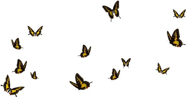 Flying Butterfly Png - Borboletas Png (900x500), Png Download