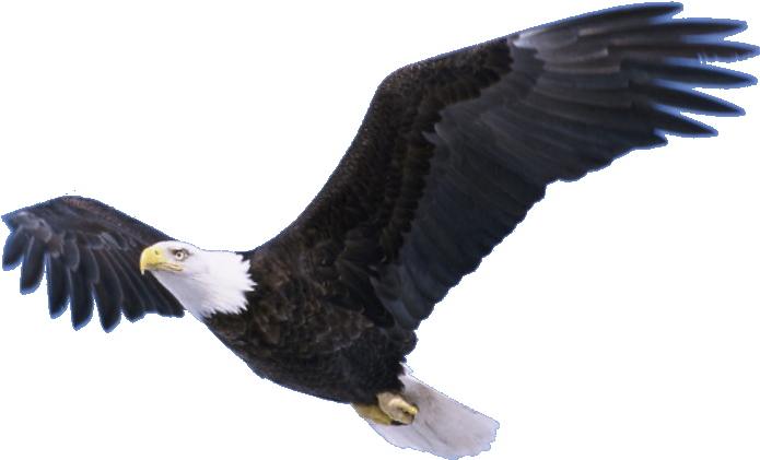 Flying Eagle Transparent Png - Ready To Find Yourself (738x530), Png Download
