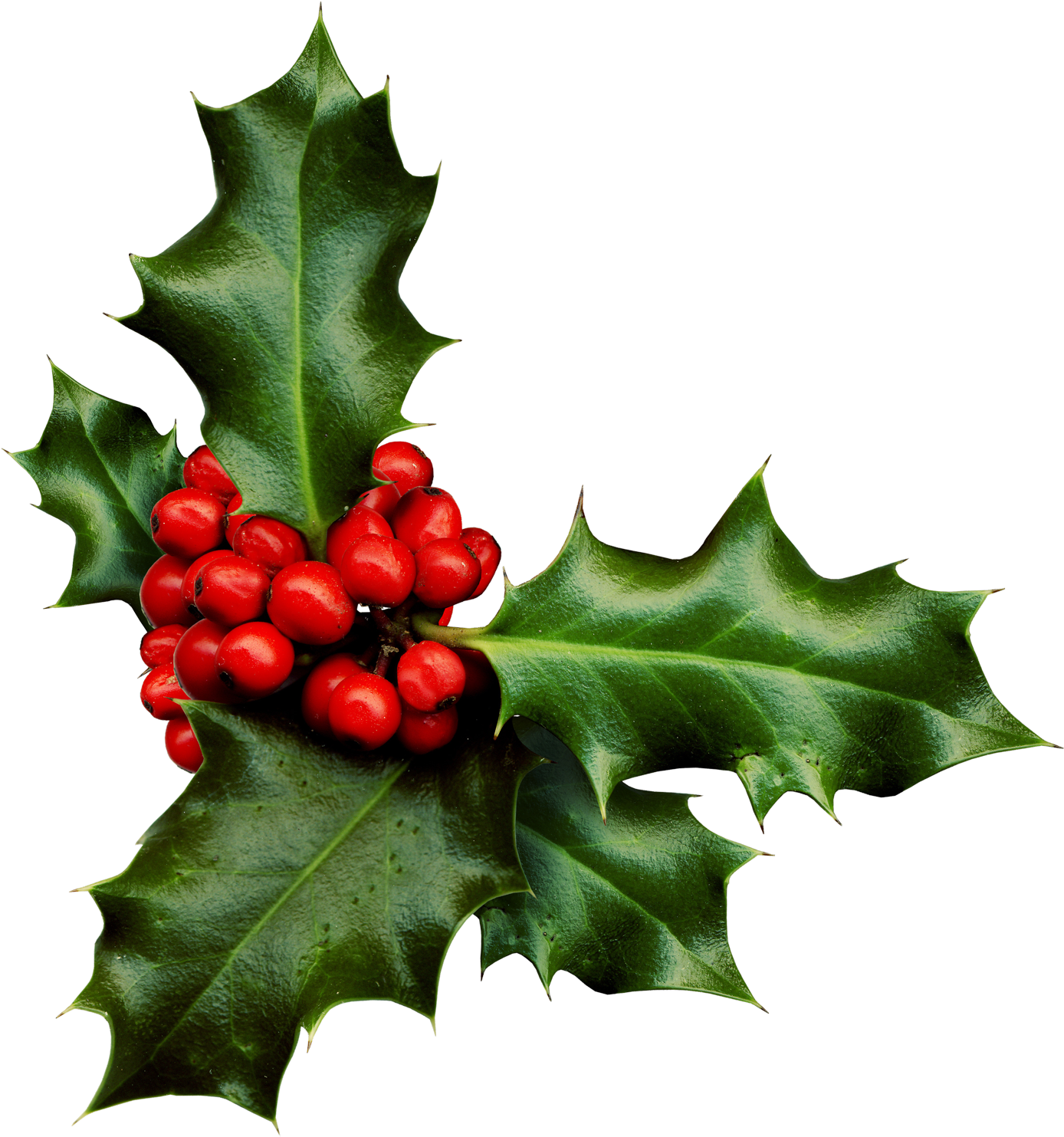 Holly Png Banner Black And White Library - Sprig Of Holly (1500x1561), Png Download