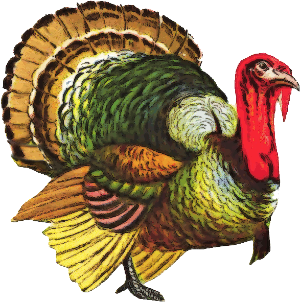Turkey Png File - Thanksgiving Wild Turkey Throw Blanket (591x600), Png Download