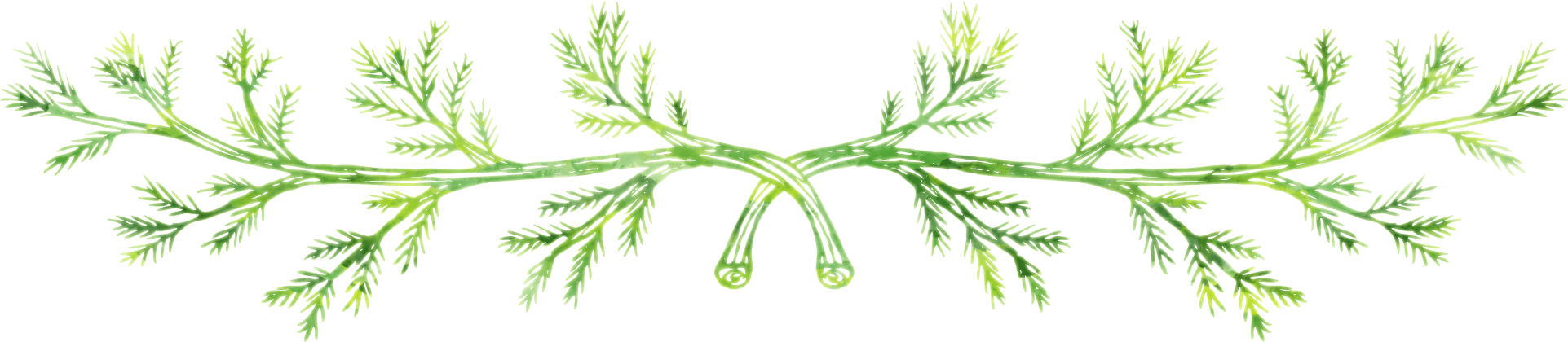 Here Is A Small Glimpse Of Some Of The Amazing Brands - Grass (1950x462), Png Download