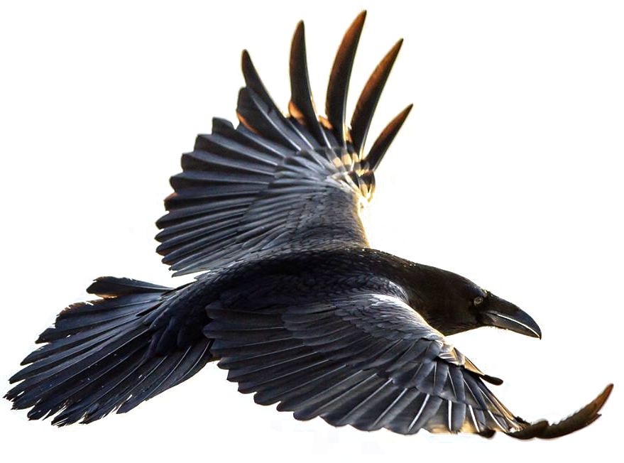 Crow Flying Png Clip Art Freeuse - Crow Flying Png (879x652), Png Download