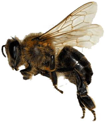 Honey Bee Png Flying (400x400), Png Download