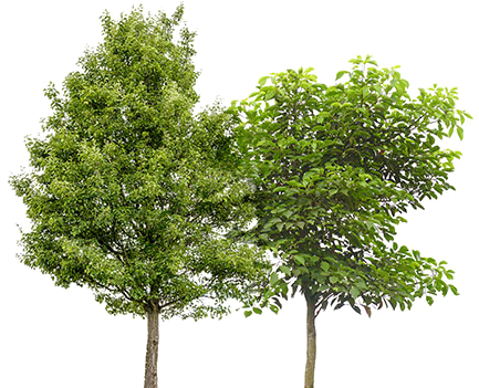 Fruit Trees Png - Platanus Acerifolia Png (456x374), Png Download