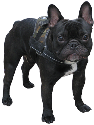 White Dog Sketch, Black Small Dog - Cute Black Small Dogs (336x425), Png Download