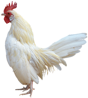 Png, White Cock, Gallo, Ave - Cock Png (511x340), Png Download