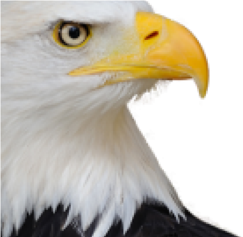 Bald Eagle Png Transparent Images - Eagle's Eye (640x480), Png Download