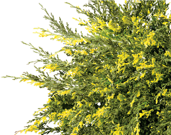 Essential<br>evergreens - Tree (590x440), Png Download