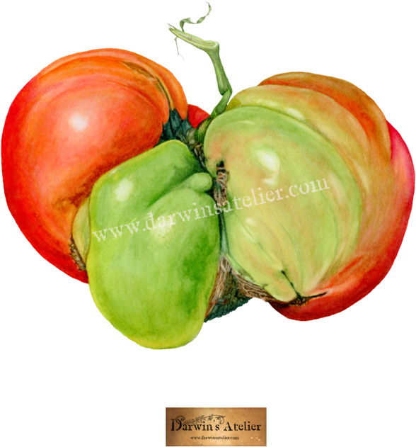 Mugly Tomato , Watercolor (1000x727), Png Download