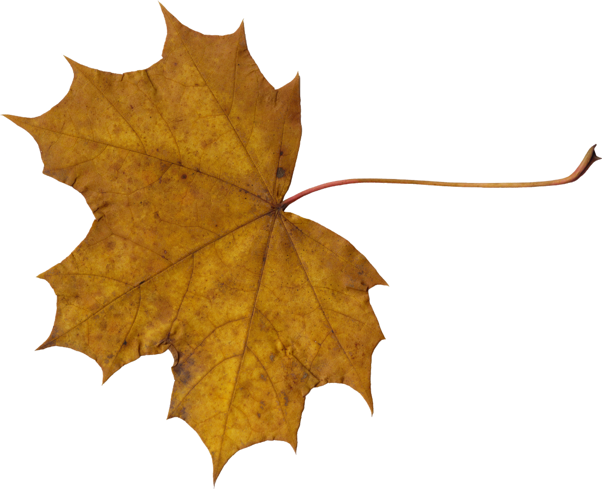 Png File Size - Leaves Png (1024x832), Png Download
