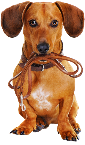 Dachshund Dog Holding Leash - Dog On Leash Png (343x500), Png Download