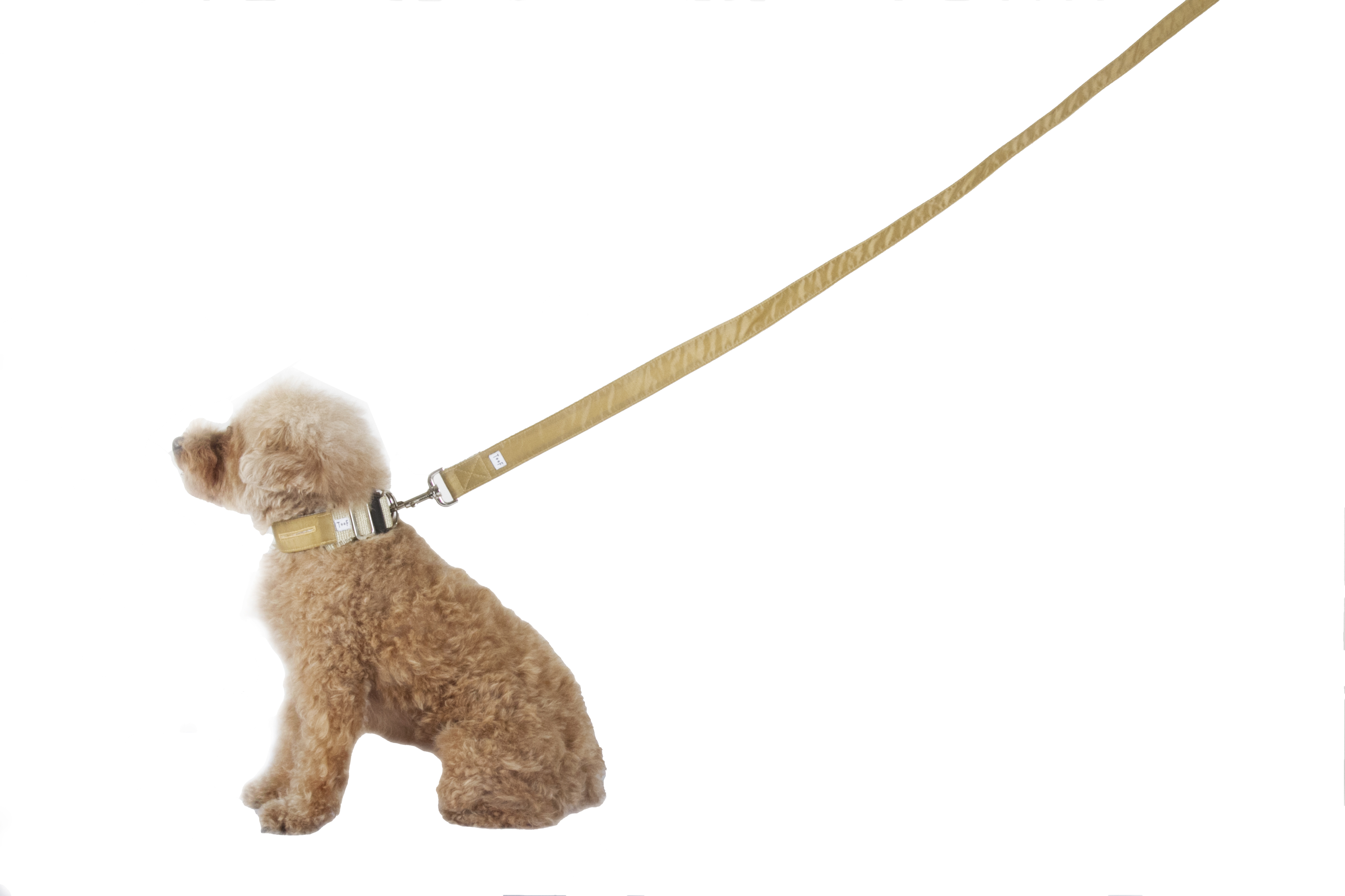 Leash, The Jobsie - Poodle Dog On Leash Png (3888x2592), Png Download