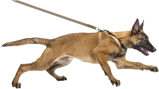 5 Reasons Why Your Dog Should Walk On A Leash - Dog With Belt Png (582x311), Png Download
