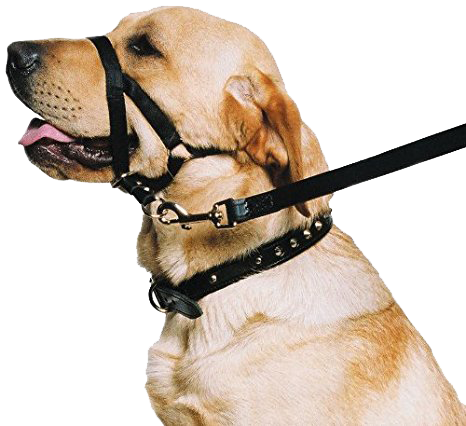 Use A Harness Or Head Halter If Your Puppy Pulls On - Dog Head Collar (466x426), Png Download