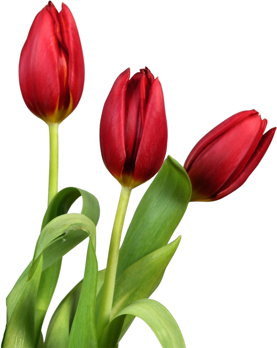Tulip Png Image - Tulips Flower Transparent (576x710), Png Download