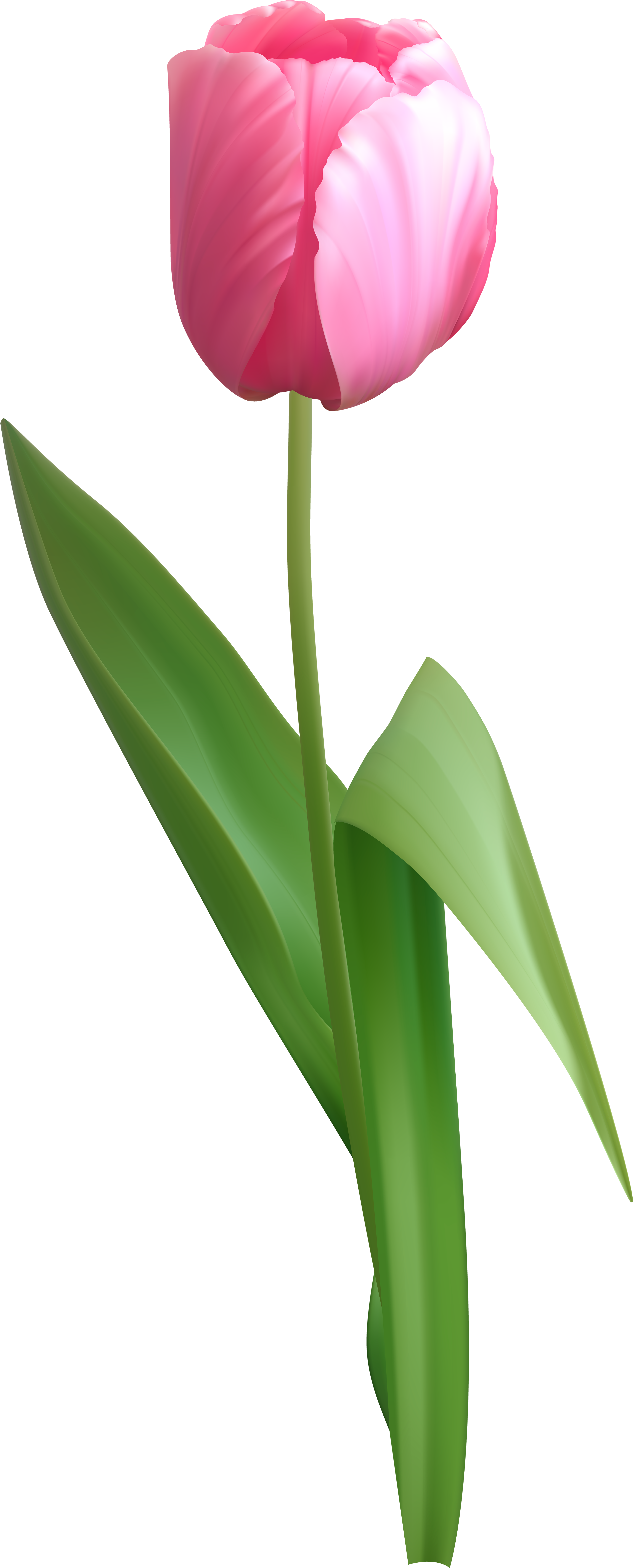 Tulip Png (3351x8000), Png Download