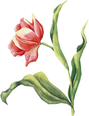 Tulip Pk - 3d Knipvel - Bloemen Valentijn 23 - Janneke Brinkman (309x400), Png Download