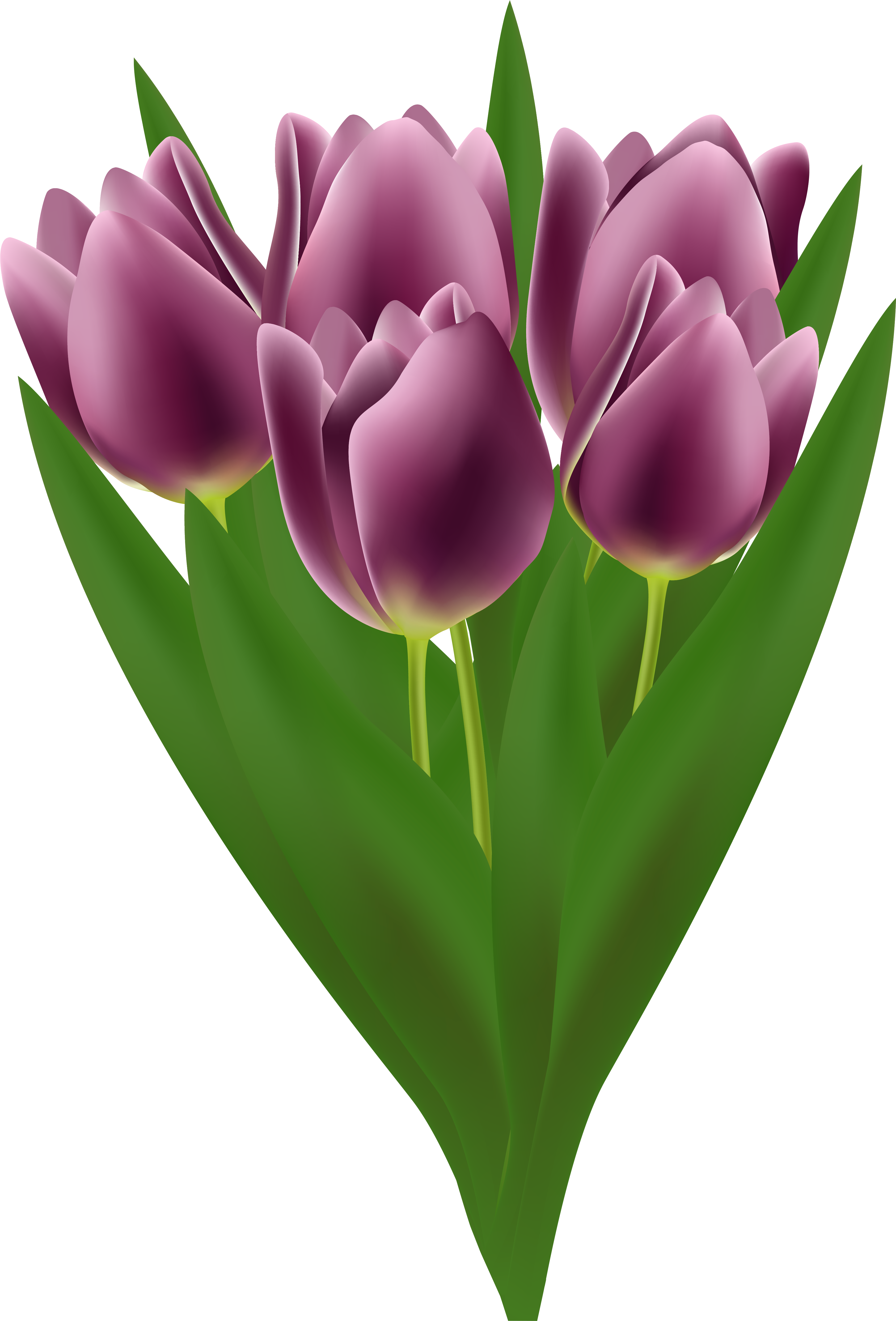 Tulips - Purple Tulips Bouquet Transparent (3915x5681), Png Download