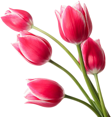 Red Tulips Png Image 2 - Red Tulips Png (364x377), Png Download