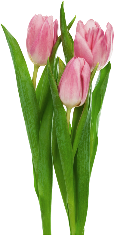 Pink Transparent Tulips Flowers Clipart - Cut Flowers Transparent Background (407x788), Png Download