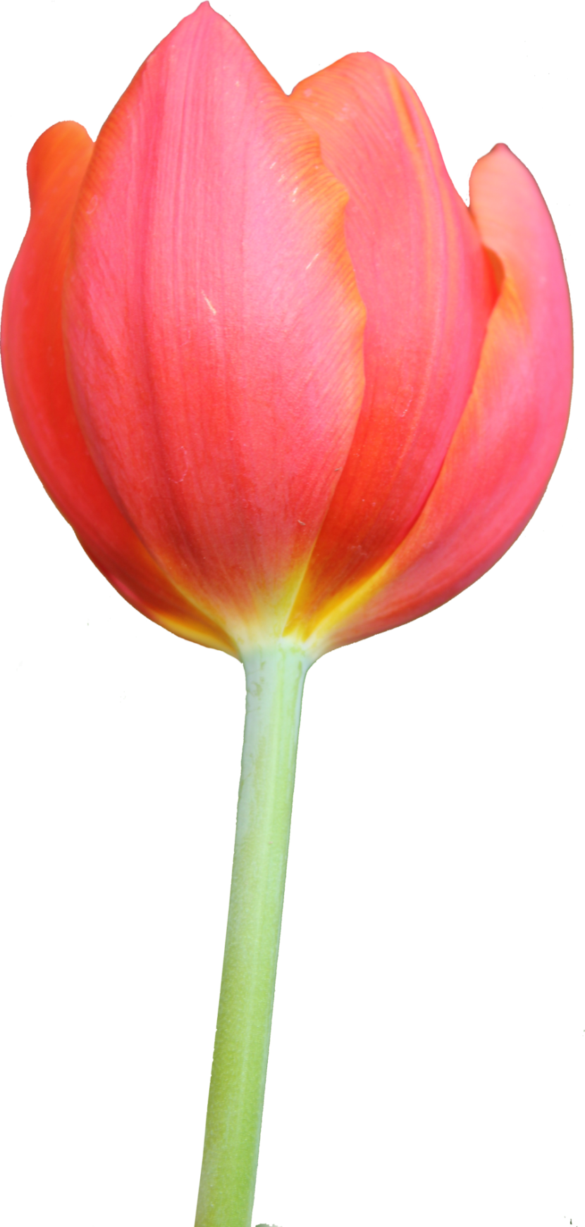 Tulip Clipart Orange - Tulip Png Images Hd (830x1740), Png Download