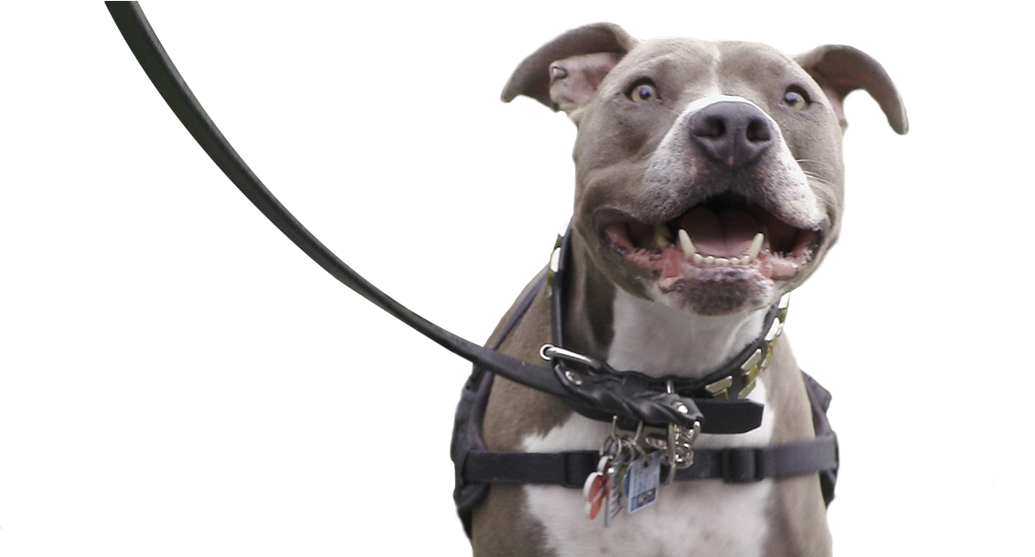 In Support, Plastics Make It Possible® Partnered With - Pitbull On Leash Png (1200x627), Png Download