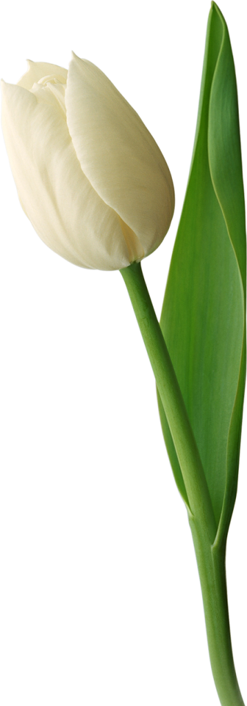 White Tulip Png Image - Tulip (358x1024), Png Download