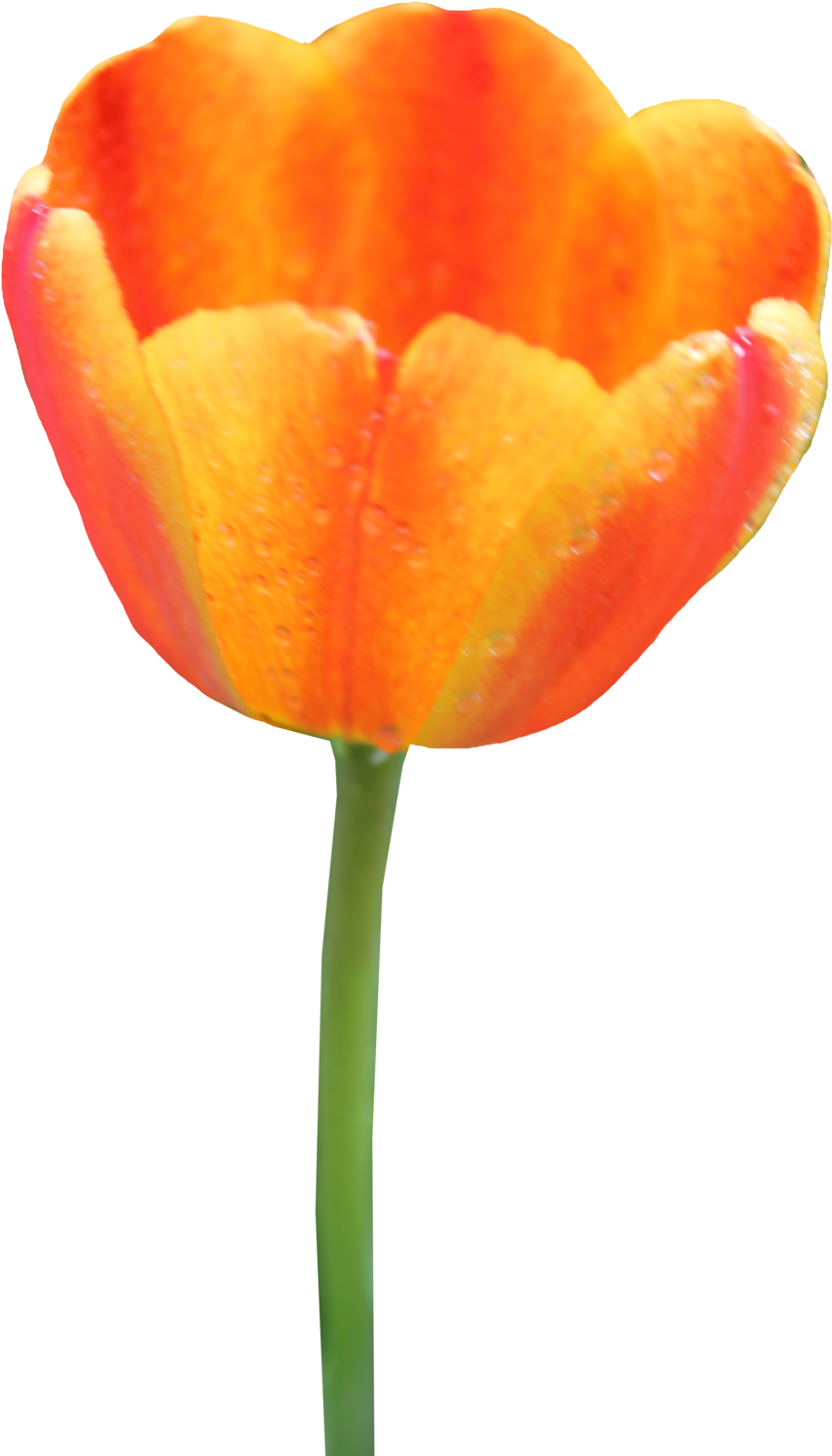 Tulip Png Image - Orange Tulip Clipart (900x1504), Png Download