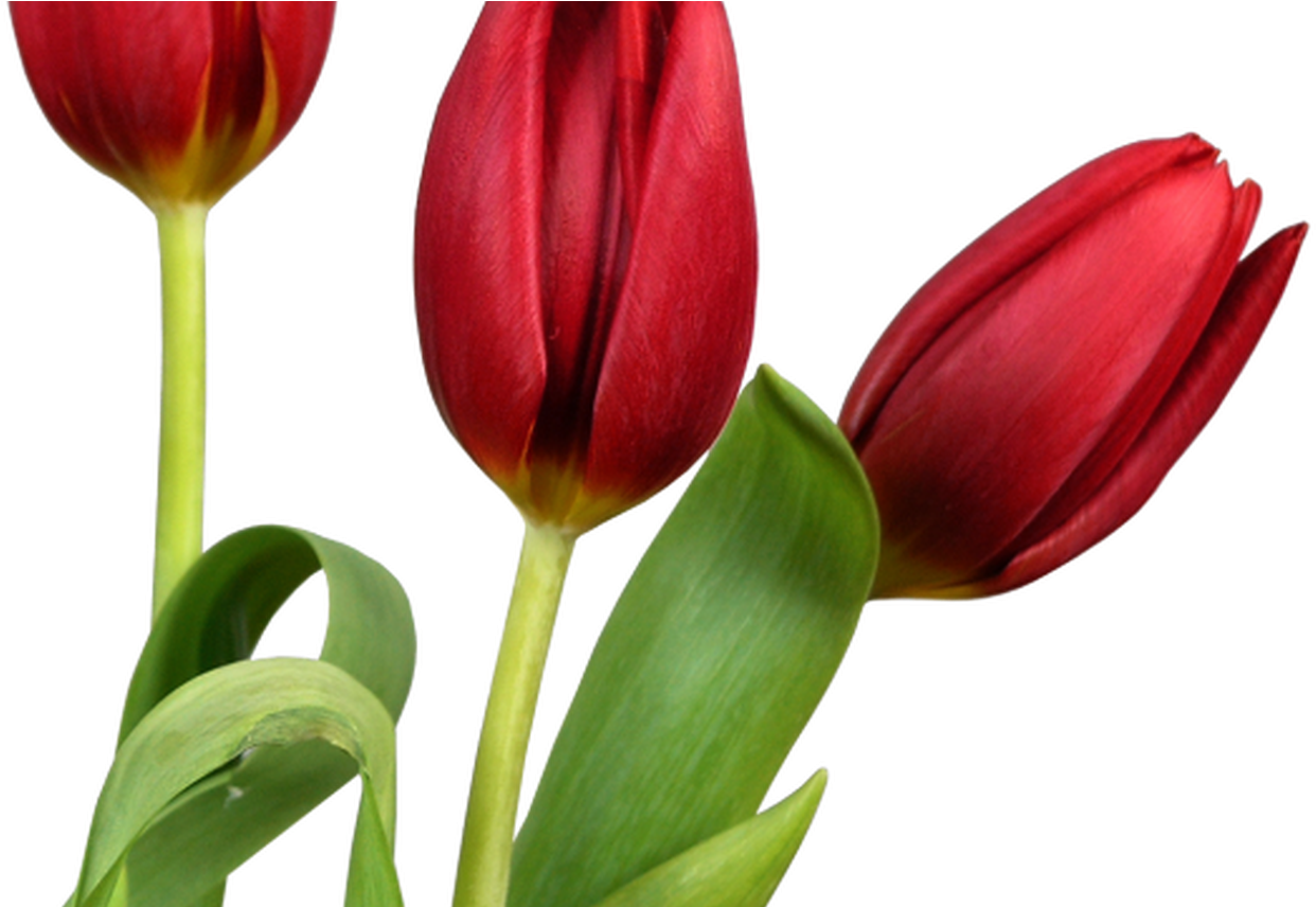 Transparent Tulips Png Flowers Clipart Clipart Pinterest - Tulip Flower Good Morning (1368x855), Png Download