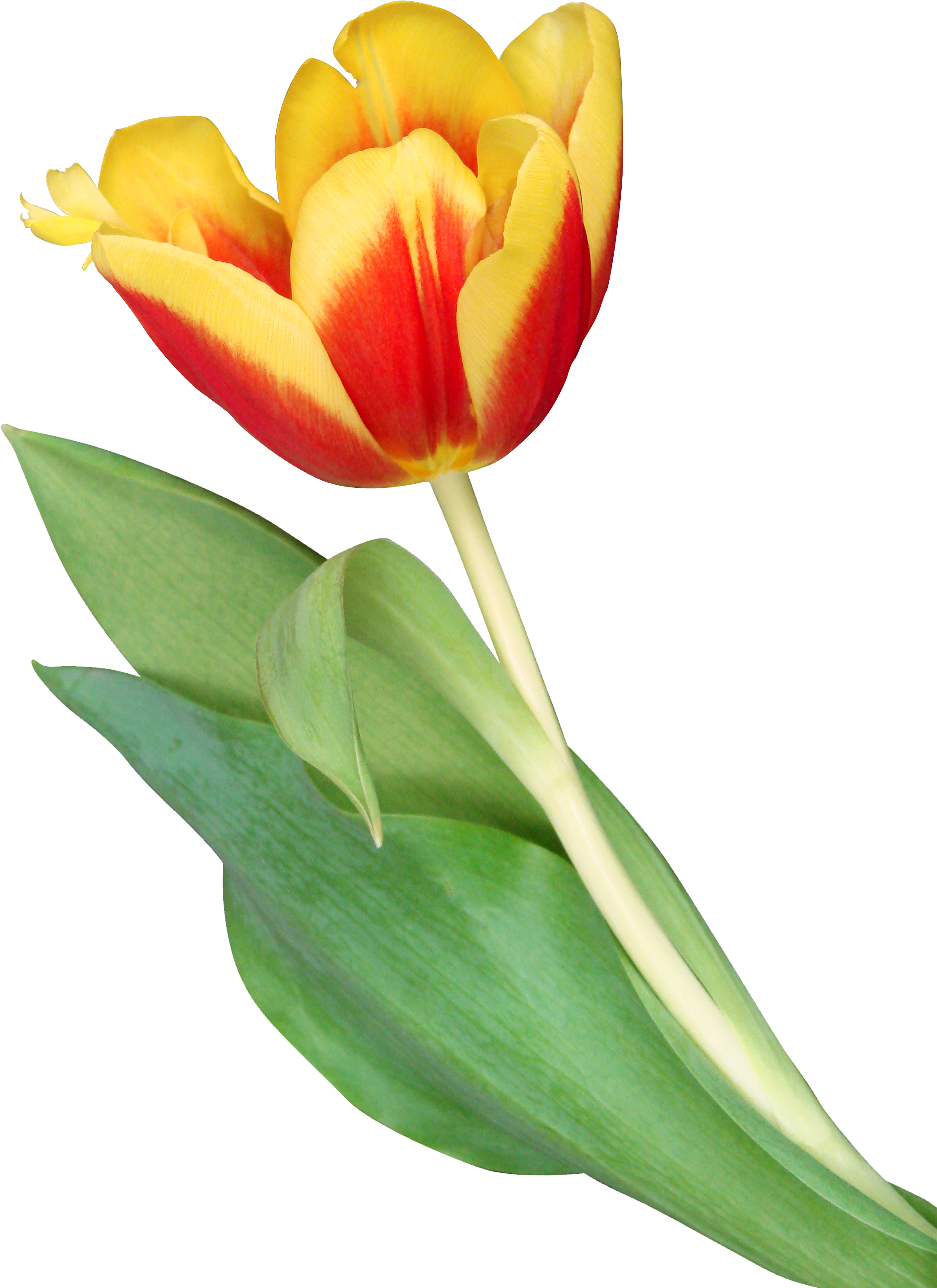 Orange Tulip Png (2241x3025), Png Download