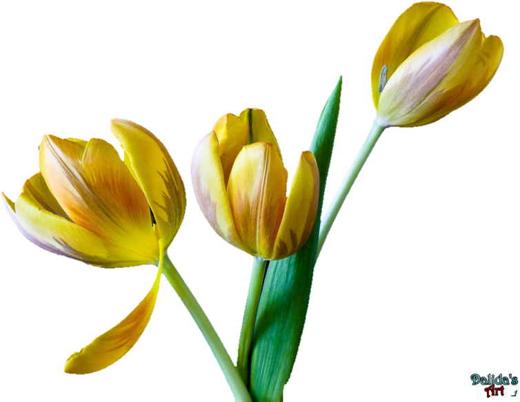 Tulip Flower Png Clip Art Free - Tulip (800x612), Png Download