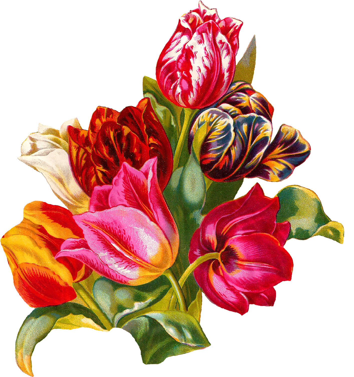 Antique Images Botanical Artwork Flower Digital Illustration - Itg Studios (1498x1600), Png Download