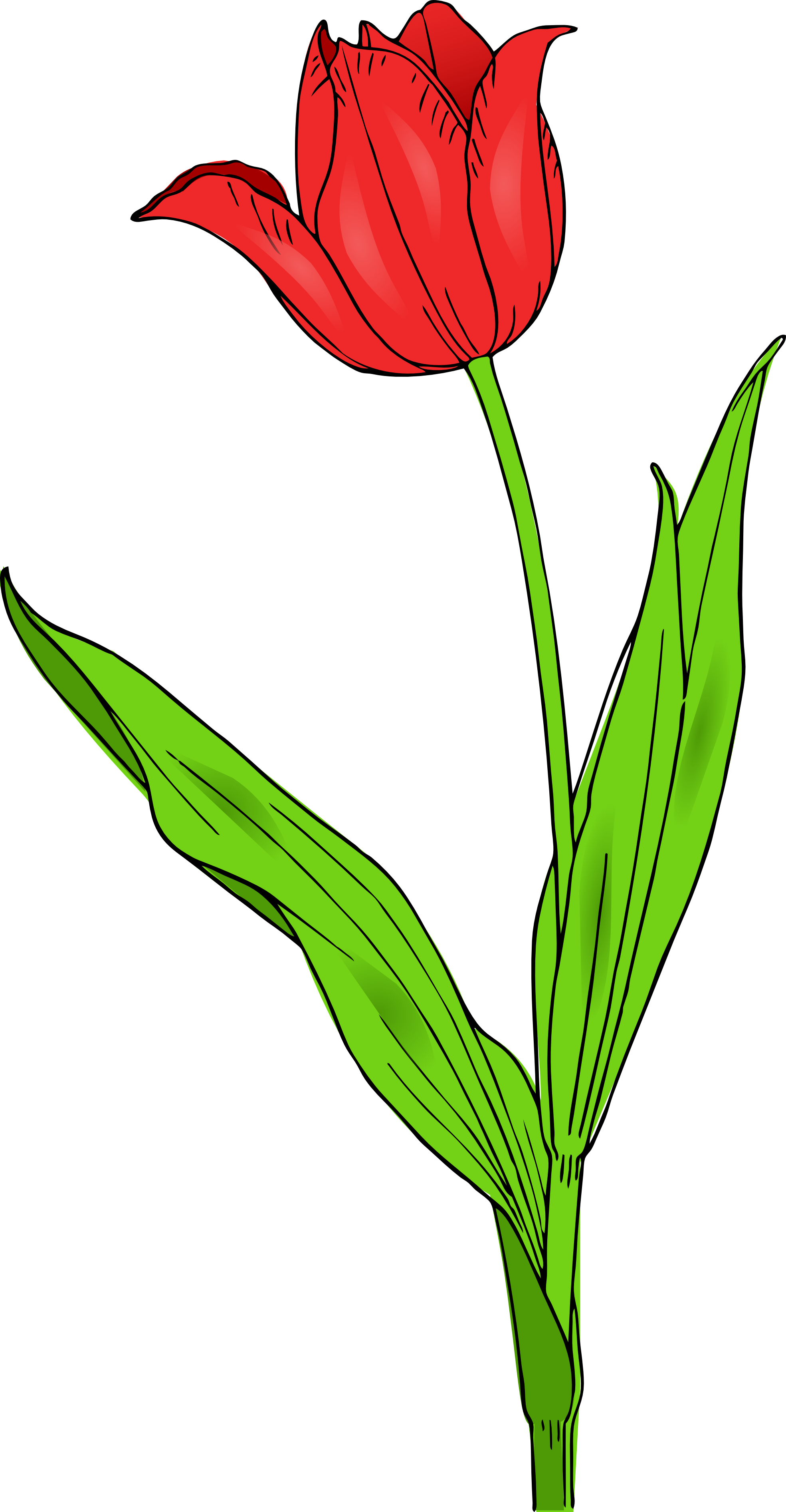 Spring Tulips Clipart - Tulip Clip Art (1969x3784), Png Download