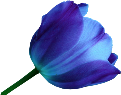 Multicolor Tulips - Blue Tulip Flower Png (600x427), Png Download