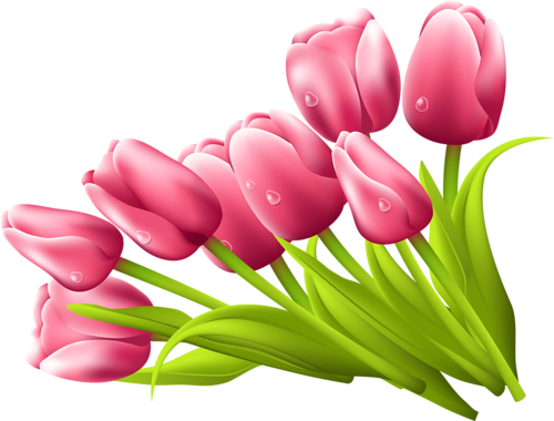 Pink Tulips Png For Kids - Flor Tulipan Png (500x380), Png Download