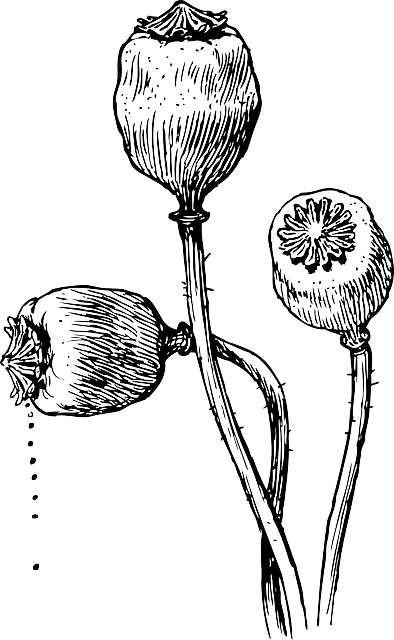 Head, Food, Outline, Drawing, Flower, Plant, Heads - Poppy Plant Drawing (394x640), Png Download