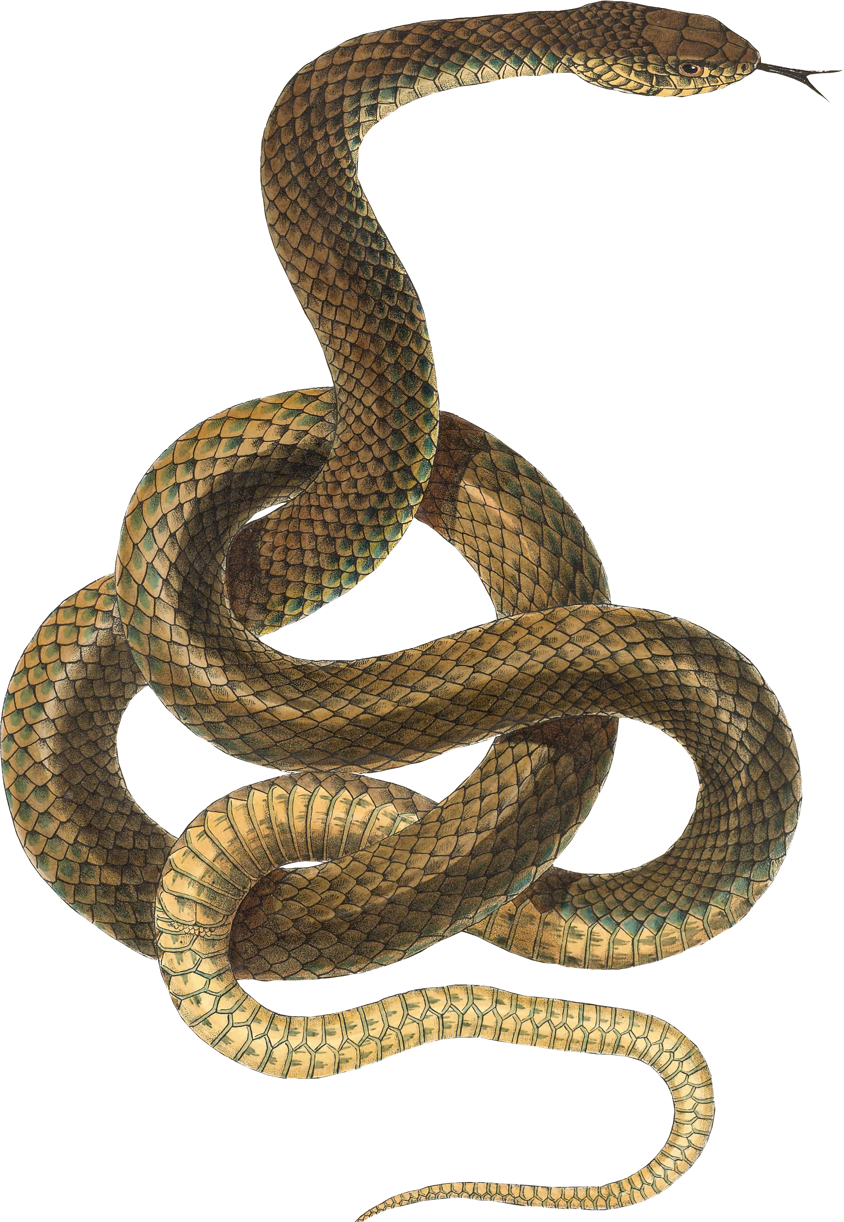 Snake Pattern On A Transparent Background - Snake Transparent Background (3789x5530), Png Download