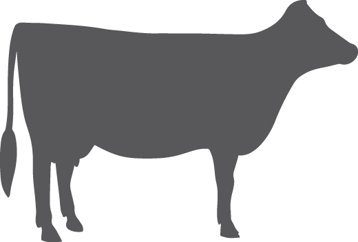 Png Black And White Library Silhouette At Getdrawings - Silhouette Of Dairy Cow (520x351), Png Download