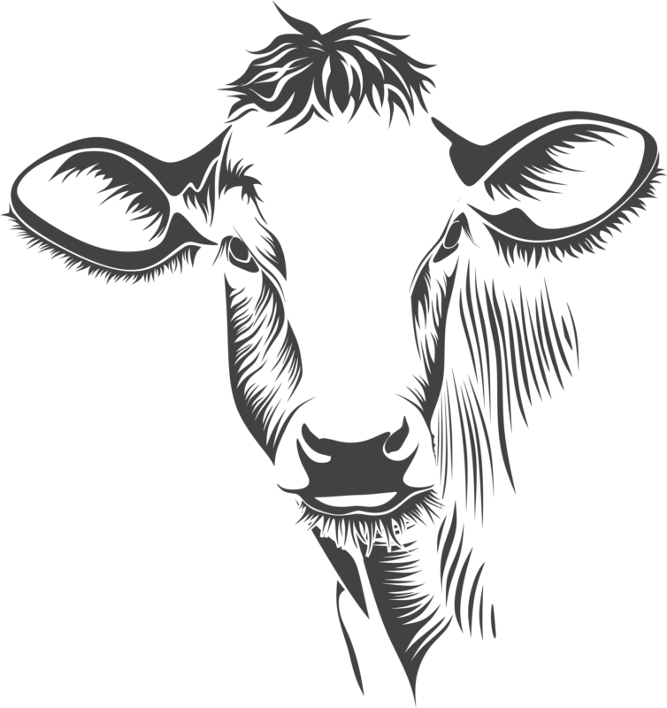 Free Cow Clipart Black And White Images Download【2018】 - Cow Head Line Art (754x800), Png Download