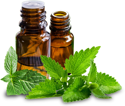 Spearmint Oil - Peppermint Oil Transparent (415x349), Png Download