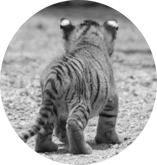 Cute Animals Baby Tiger Cub Black White Pics - Black And White Tiger Cub (504x529), Png Download