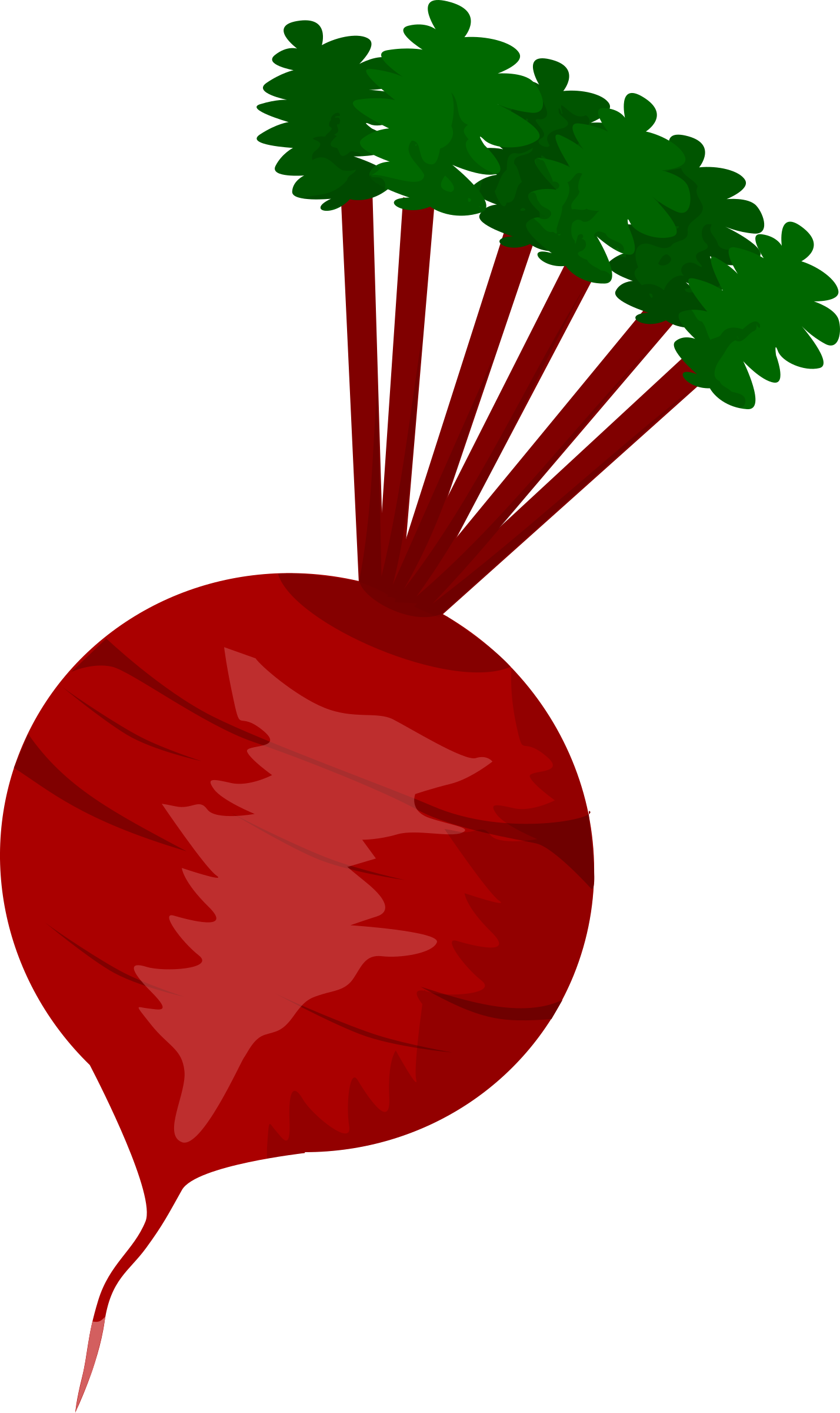 This Free Icons Png Design Of Beet (1428x2400), Png Download