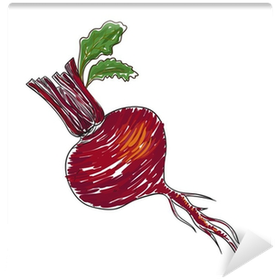 Watercolor Beet Isolated In Vector Wall Mural • Pixers® - Watercolor Painting (400x400), Png Download