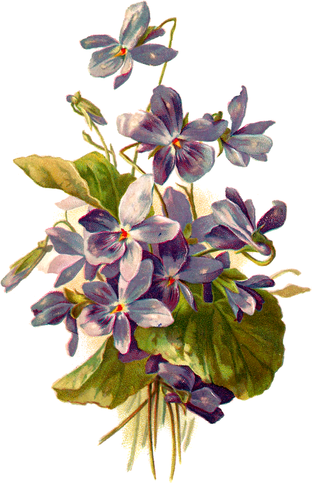 French Postcard Of Violets, - Violet Flower Botanical Illustration (1061x1600), Png Download