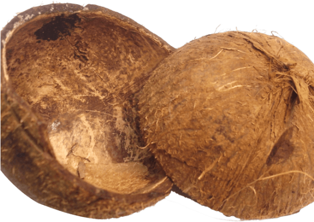 Coconut Clipart Coconut Husk - Coconut Png (640x480), Png Download